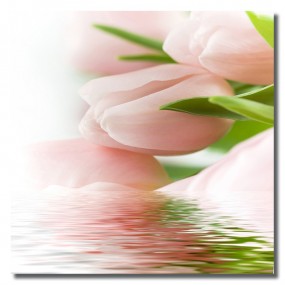 Tranh dán tường Hoa Tuylip